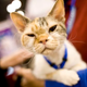 Illustration for article titled Meet Cats With Attitude At Meet The Breeds